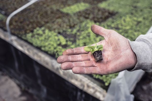Seedling