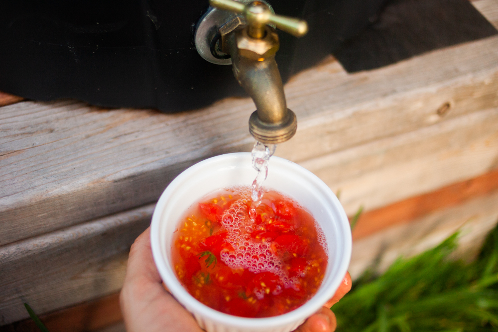 how to save tomato seeds